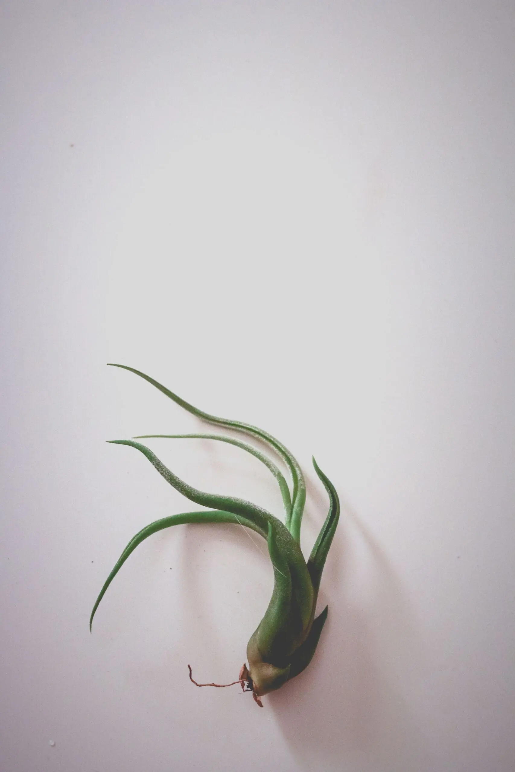 Korzenie jako Leki Naturalne: Tradycje i Nowoczesność