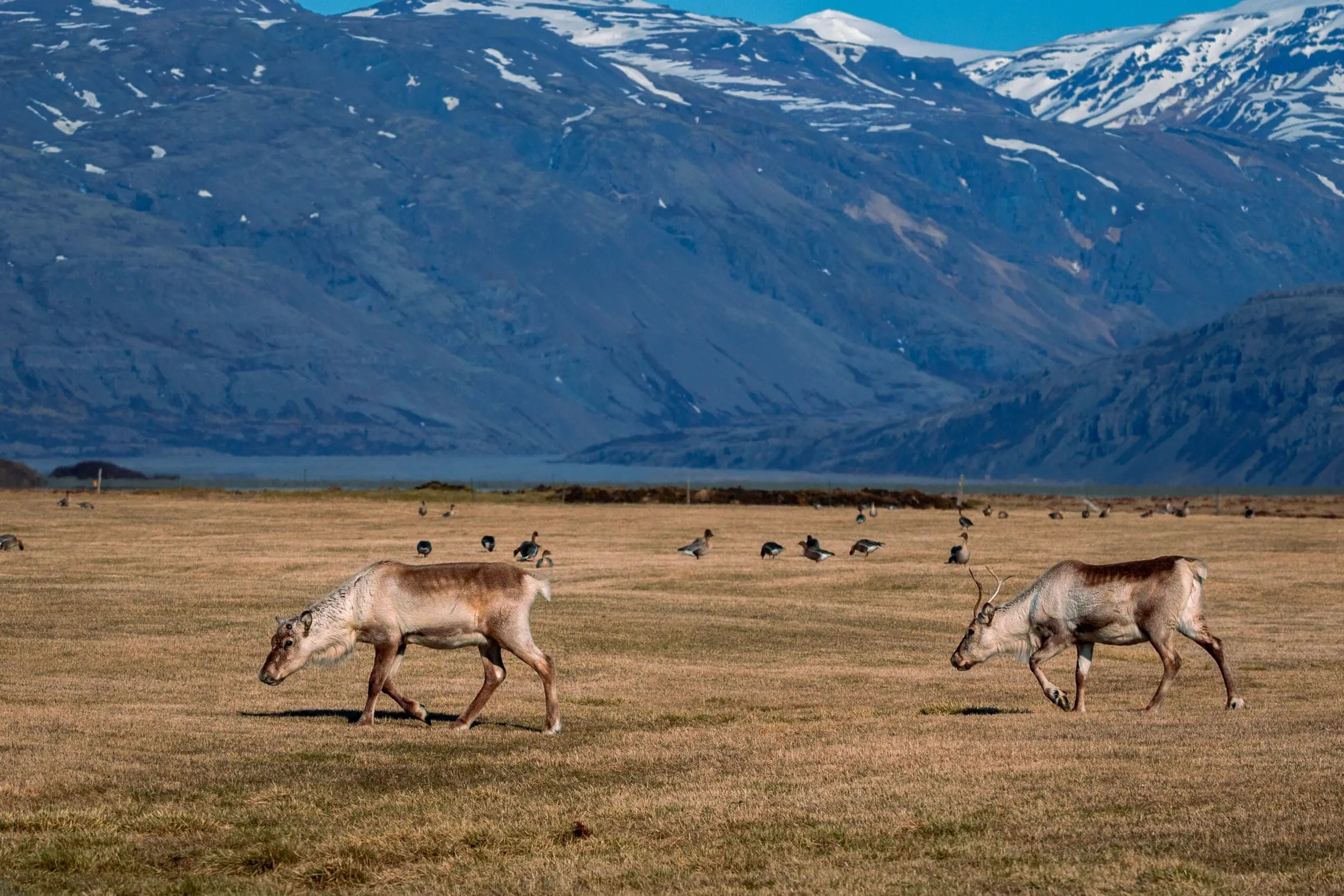 Ochrona Przyrody: Jak Możemy Pomóc W Ochronie Flory i Fauny