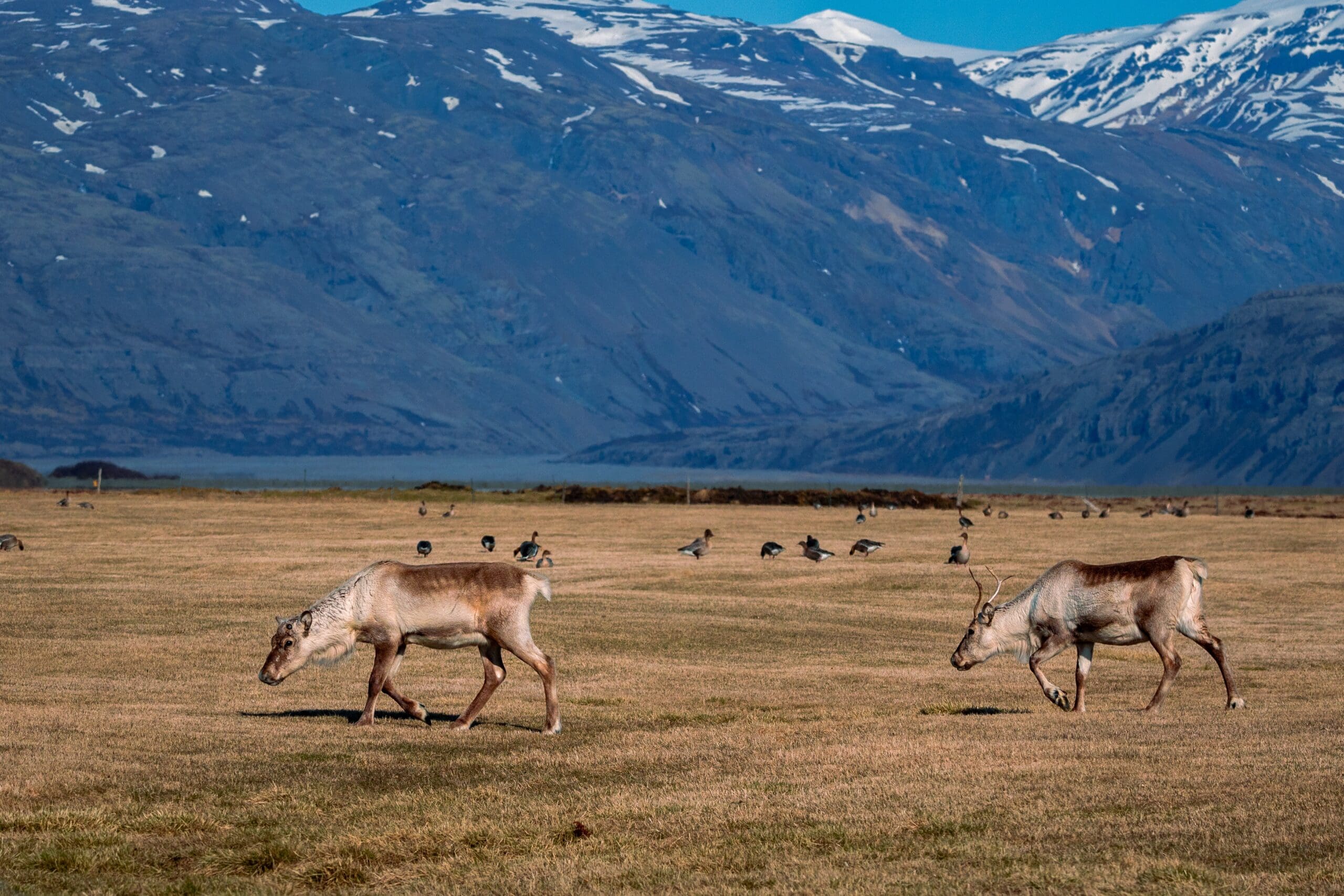 Ochrona Przyrody: Jak Możemy Pomóc W Ochronie Flory i Fauny